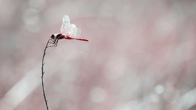 red Dragonfly (Sympetrum fonscolombii) on a dry branch on a summer day