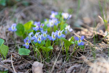 The first spring flowers in the forest