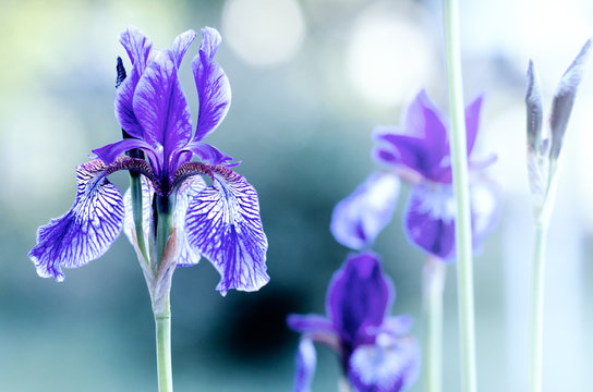 violet iris on blurred background