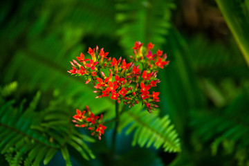 Tropical flowers