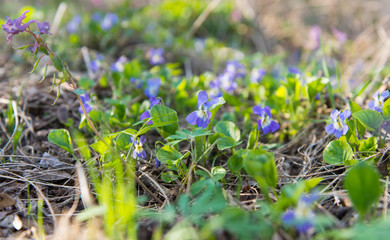 The first spring flowers in the forest