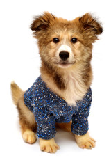 Young puppy dog wearing a fashionable sweater