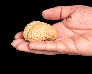 Small toy brain held in a hand