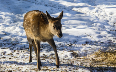 deer, animals, winter, snow, wild world, cold, frost, paddock, hides, wool, life, fence, fence, ears, forage, racetrack, racing, running, sports, nature, driving