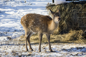 deer, animals, winter, snow, wild world, cold, frost, paddock, hides, wool, life, fence, fence, ears, forage, racetrack, racing, running, sports, nature, driving
