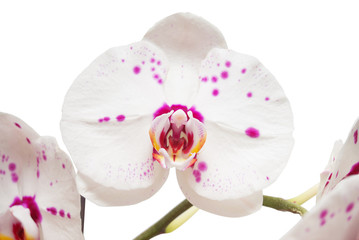Orchid flowers isolated on white background. Flat lay, top view
