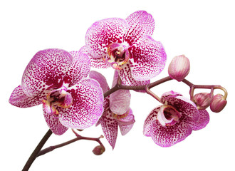 Branch of pink orchid flowers with buds isolated on white background. Flat lay, top view
