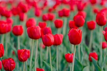 field of red tulips with blurred background