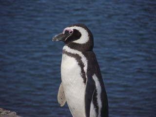 pinguino magallanes vida natural
