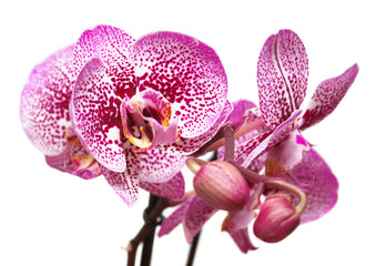 Branch of pink orchid flowers with buds isolated on white background. Flat lay, top view
