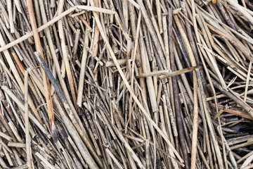 
Branches of reeds lie on the shore of a sandy beach brought by the surf