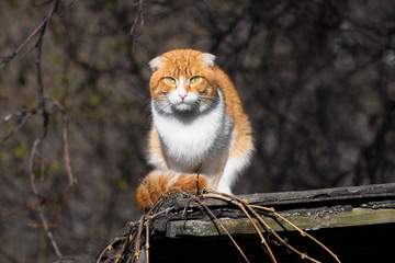 British breed of cat is white with orange color on the roof