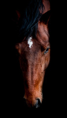 Beautiful horse posing for portrait on a black background