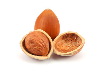 hazelnut isolated on white background