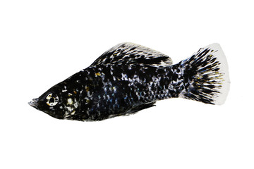 Spotted Black Molly Poecilia sphenops vetiprovidentiae aquarium fish 