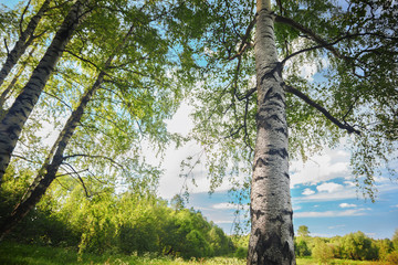 Fototapeta premium summer in sunny birch forest
