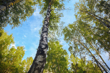 Fototapeta premium summer in sunny birch forest