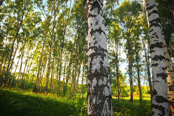 Fototapeta premium summer in sunny birch forest