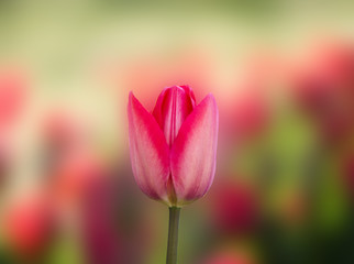 Tulip