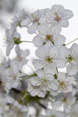 Cherry blossom branches with a white background