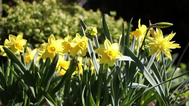 daffodil flowers in the spring sunshine, pollinating bees flying around narcissus in the wind 