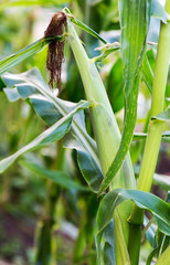 Cob corn on the stalk.