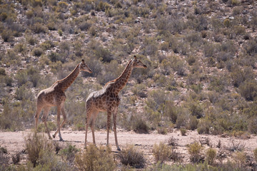 Obraz na płótnie Canvas Giraffen, Aquila Game Park, South Africa