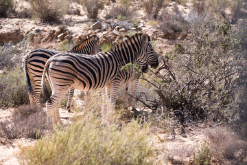 Fototapeta na wymiar Zebras, Aquila Game Park, South Africa