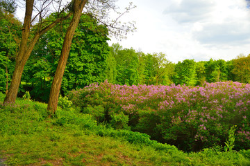 Blossoming lilac grove in Dikanka. Spring flowers.