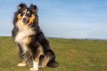 Shetland Sheepdog