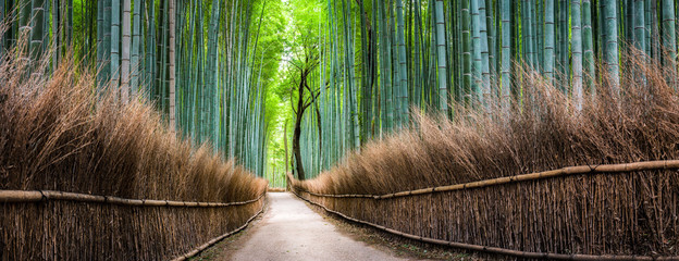 Japanischer Bambuswald in Arashiyama, Kyoto, Japan - obrazy, fototapety, plakaty