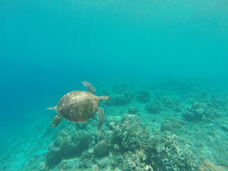 Turtle glides through the blue ocean