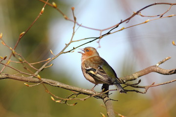 Chaffinch - siskin