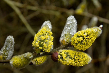 Spring buds leaves on a twig.