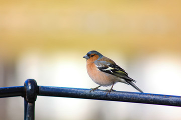 chaffinch