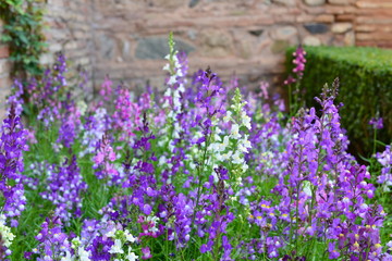 Angelonia angustifolia in Alhambra - Granada