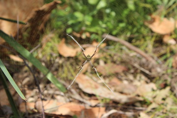 spider at the forst to the beach