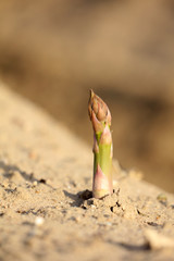 Spargel auf dem Feld