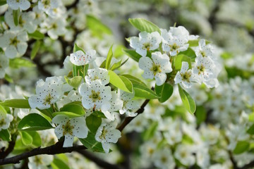 Osterzeit, Birnenblüte, Frühling