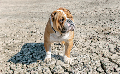 English bulldog posing