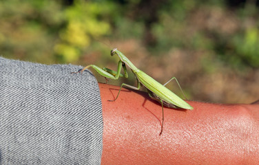 a praying mantis on human hand closeup