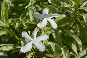 nature flowers udaipur city rajasthan india