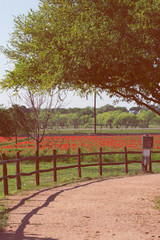 landscape of red poppy fields at spring time for background, filtered tones