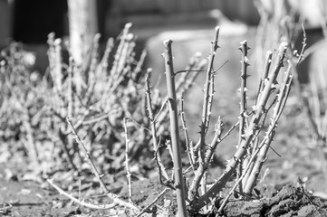 Fototapeta premium Rose thorns. Monochrome photo.