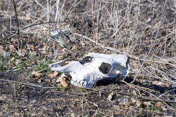 Cow skull on the ground