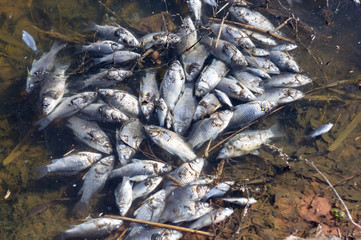 Dead fish in the water