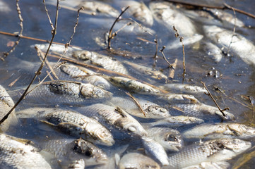 Dead fish in the water