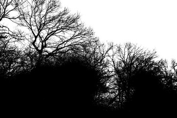 Silhouette Tree without Leaves. Place for text.