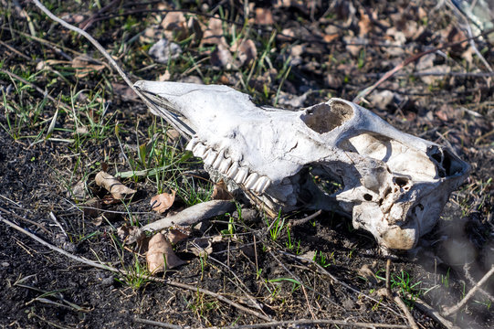 Cow skull on the ground