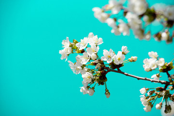 Azur flower